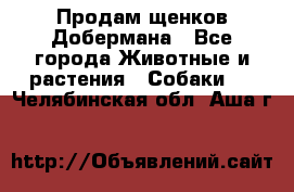 Продам щенков Добермана - Все города Животные и растения » Собаки   . Челябинская обл.,Аша г.